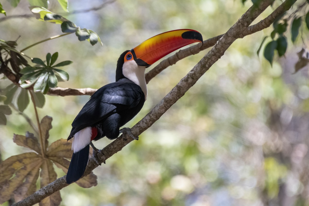 Toco Toucan - ML641973993