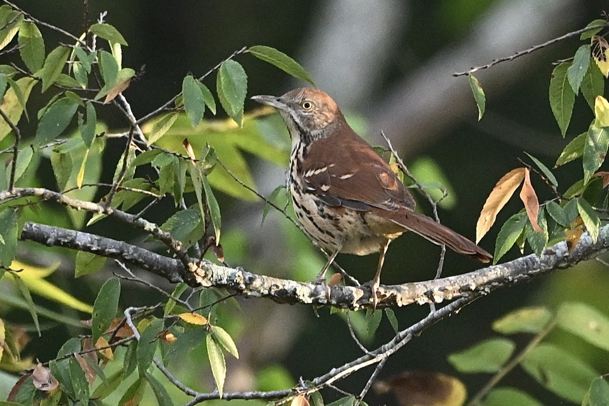 Brown Thrasher - ML641973999