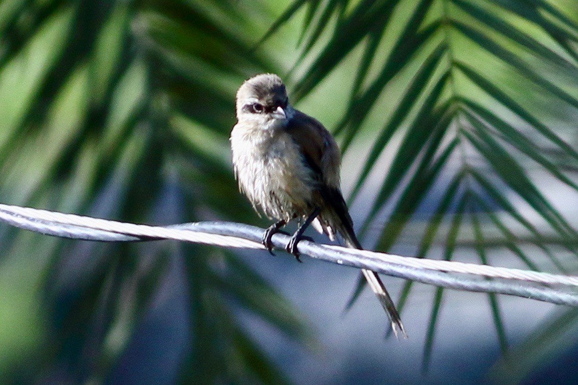 Long-tailed Shrike - ML641974000