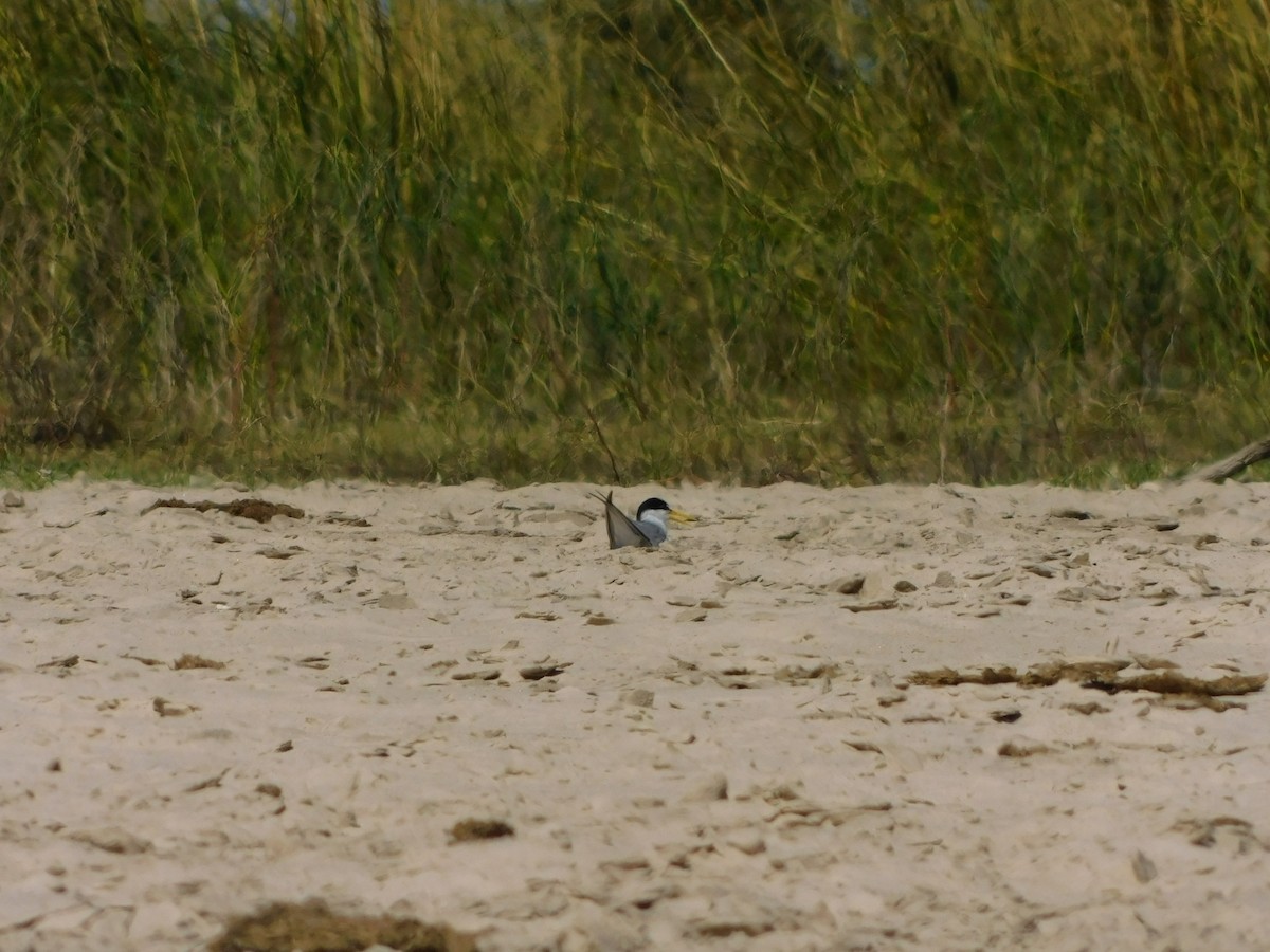 Yellow-billed Tern - ML641974022