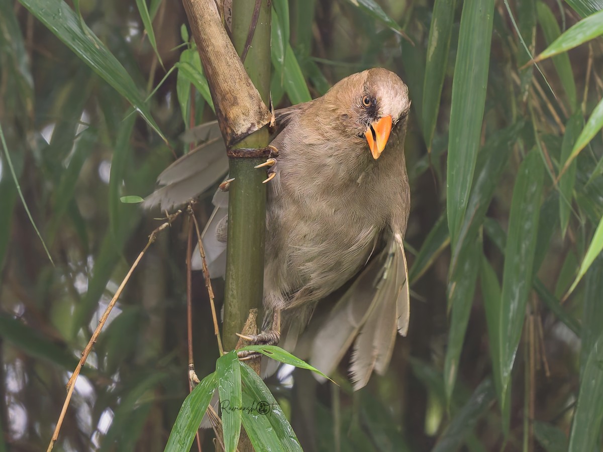 Great Parrotbill - ML641974023