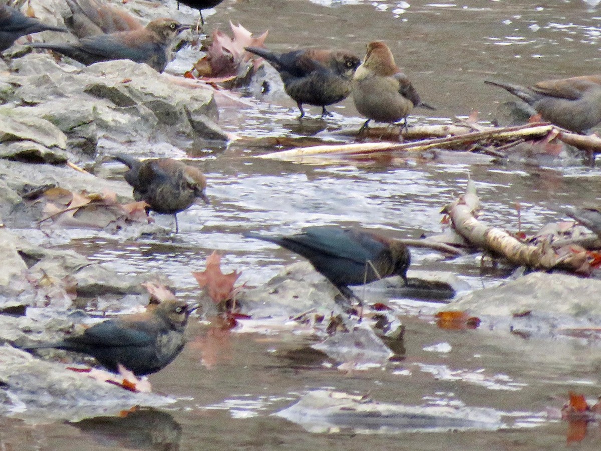 Rusty Blackbird - ML641974086