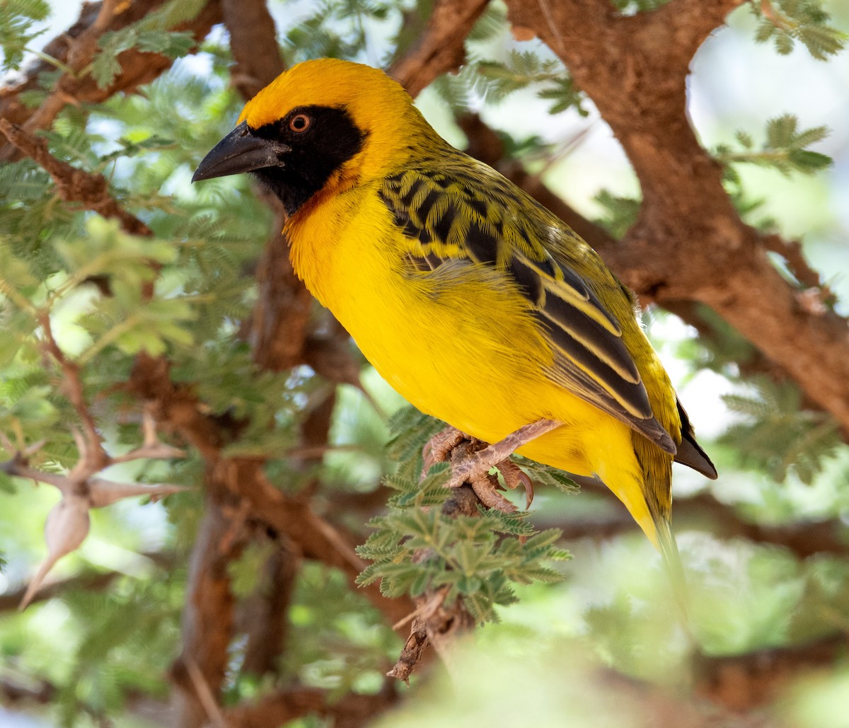 Speke's Weaver - ML641974093