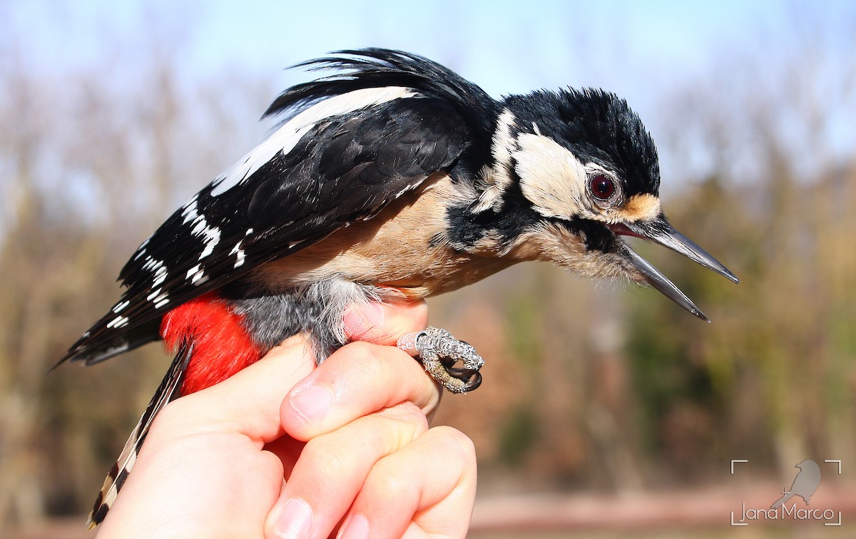 Great Spotted Woodpecker - ML641974099