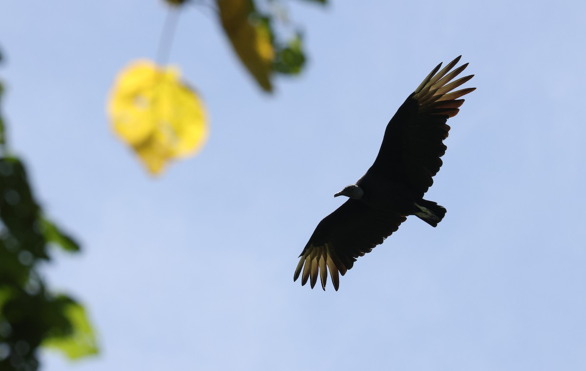 Black Vulture - ML641974105