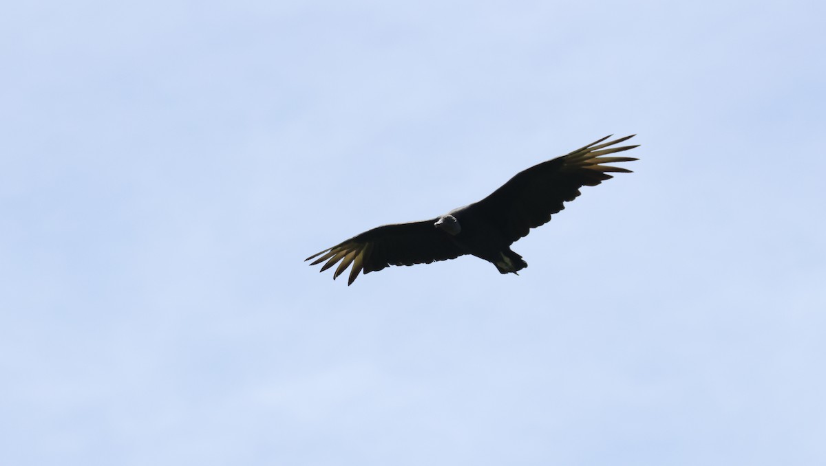 Black Vulture - ML641974107