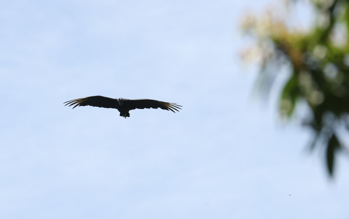 Black Vulture - ML641974109