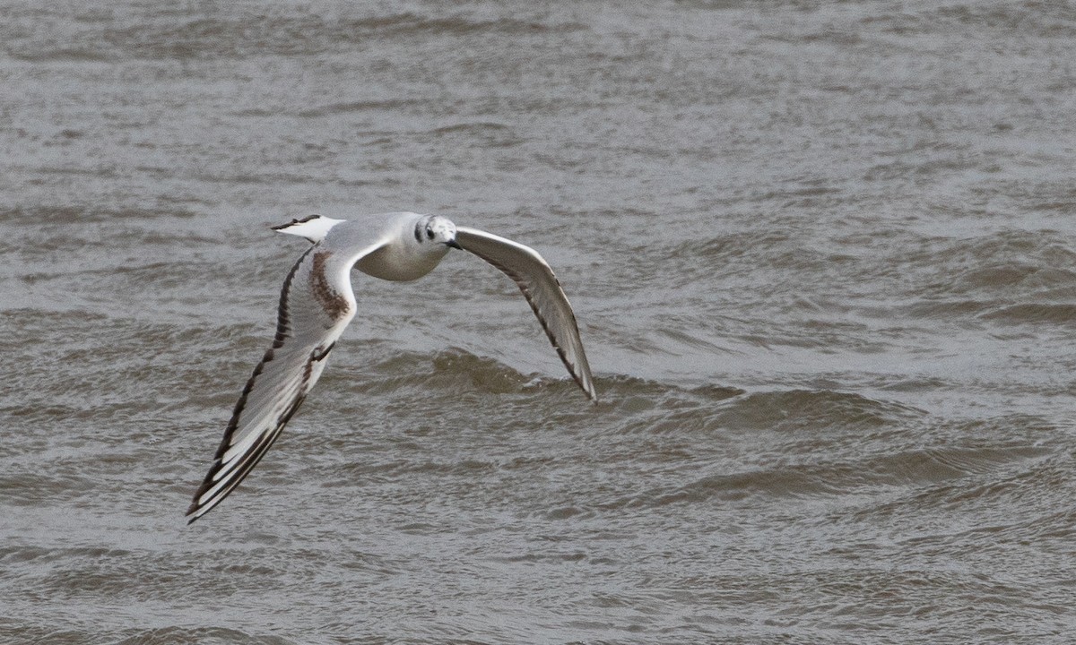 Bonaparte's Gull - ML641974124