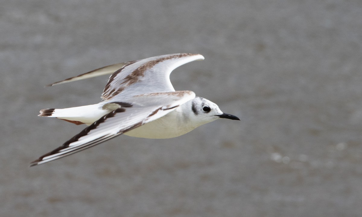 Bonaparte's Gull - ML641974125