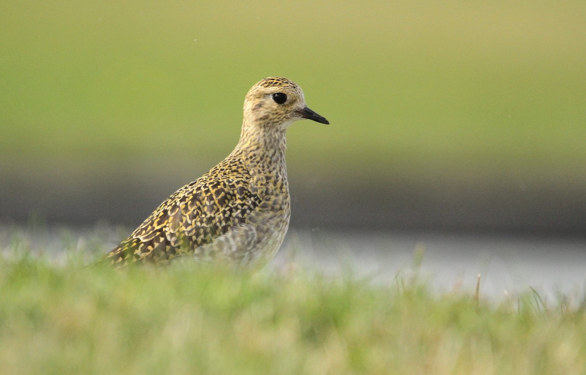 European Golden-Plover - ML641974126