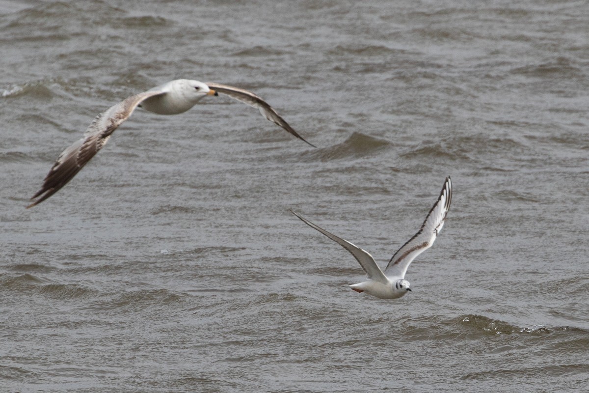 Bonaparte's Gull - ML641974127