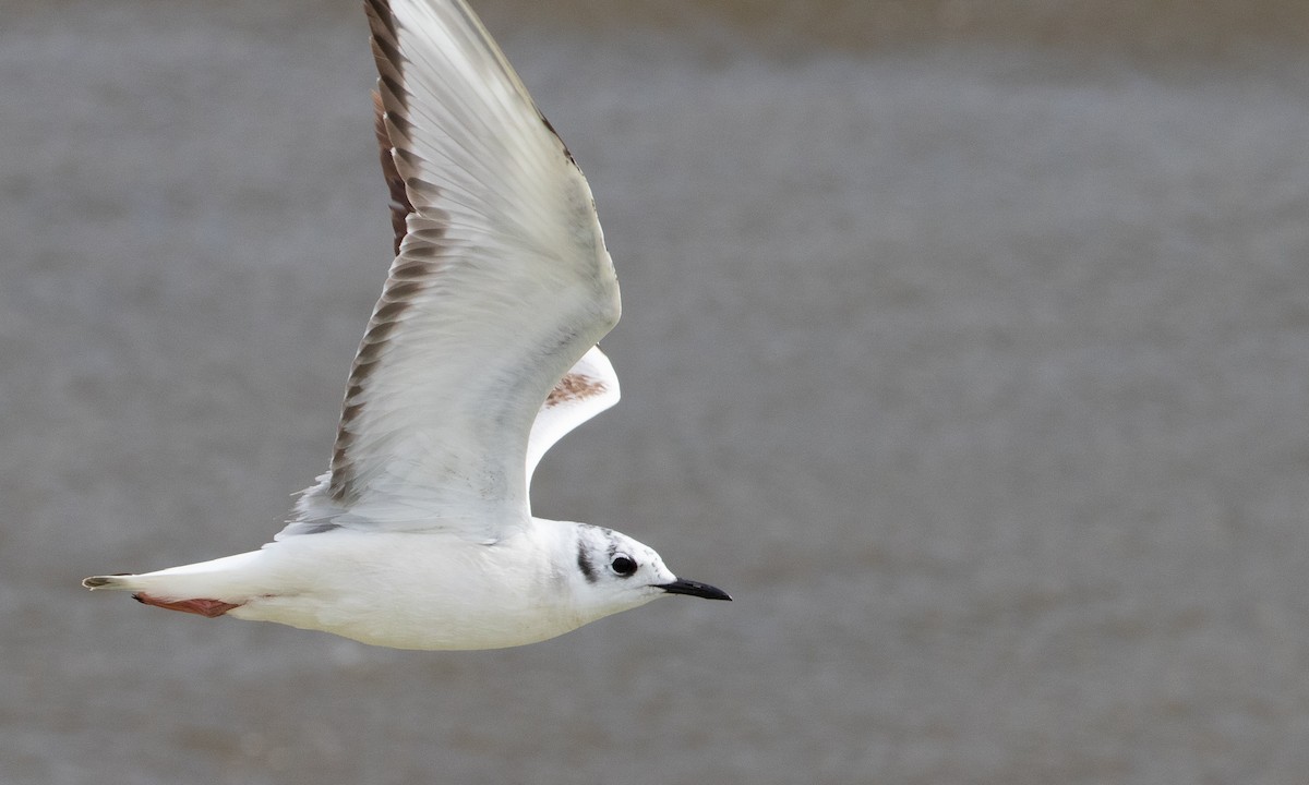 Bonaparte's Gull - ML641974128