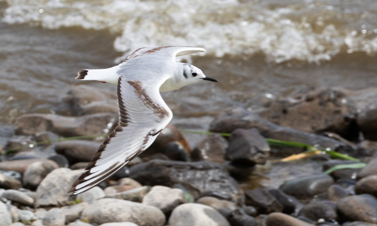 Bonaparte's Gull - ML641974131
