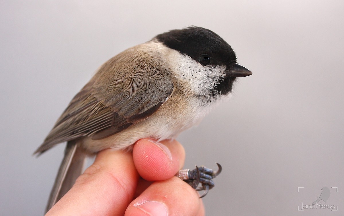 Marsh Tit - ML641974135