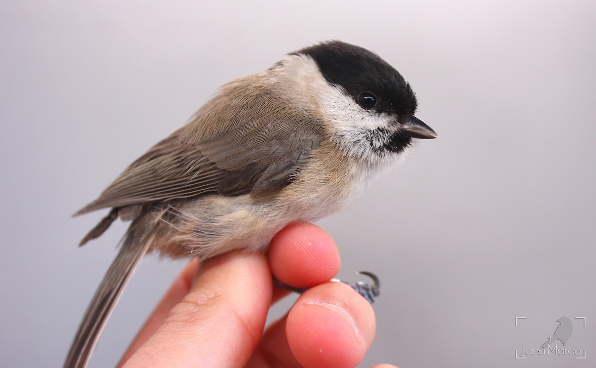 Marsh Tit - ML641974136