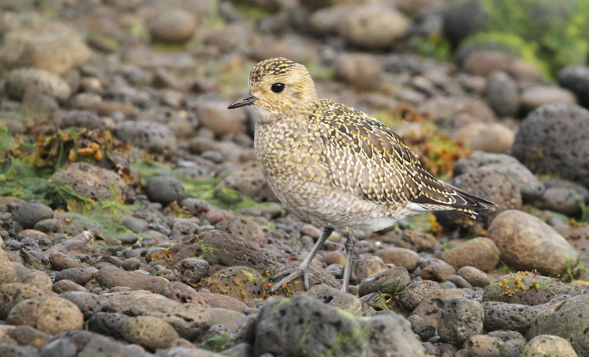 European Golden-Plover - ML641974139