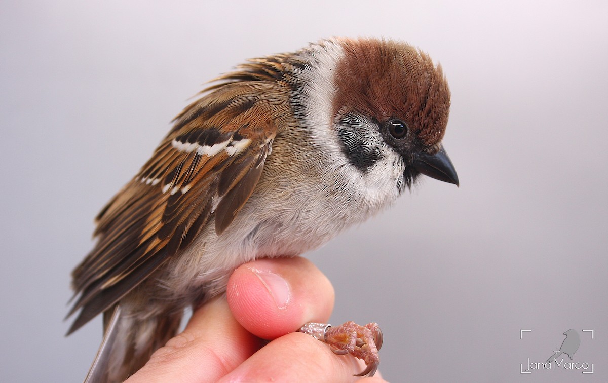 Eurasian Tree Sparrow - ML641974140