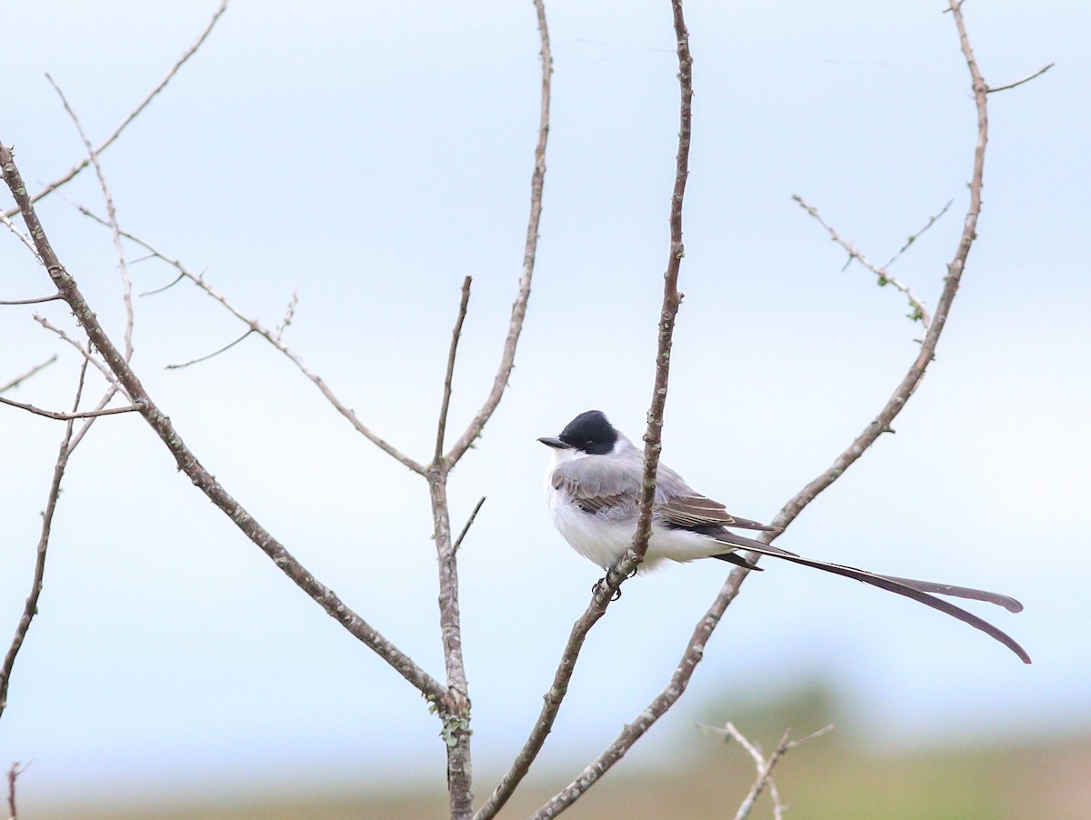 Fork-tailed Flycatcher - ML641974150