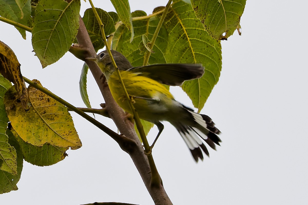 Magnolia Warbler - ML641974158