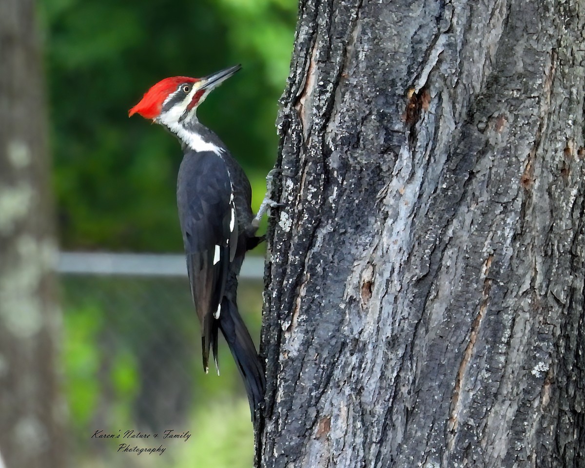 Pileated Woodpecker - ML641974170