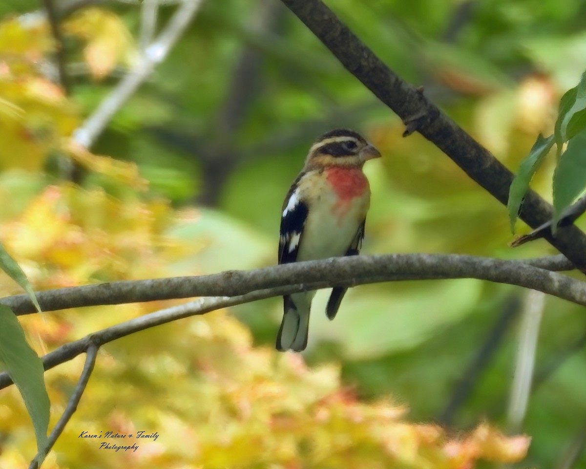 Rose-breasted Grosbeak - ML641974182