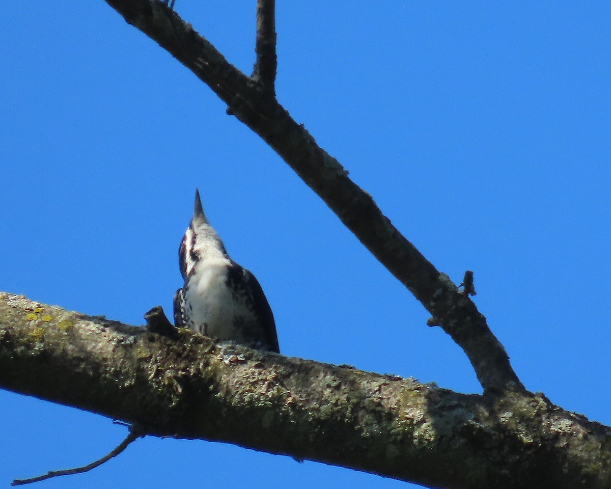 Black-backed Woodpecker - ML641974210