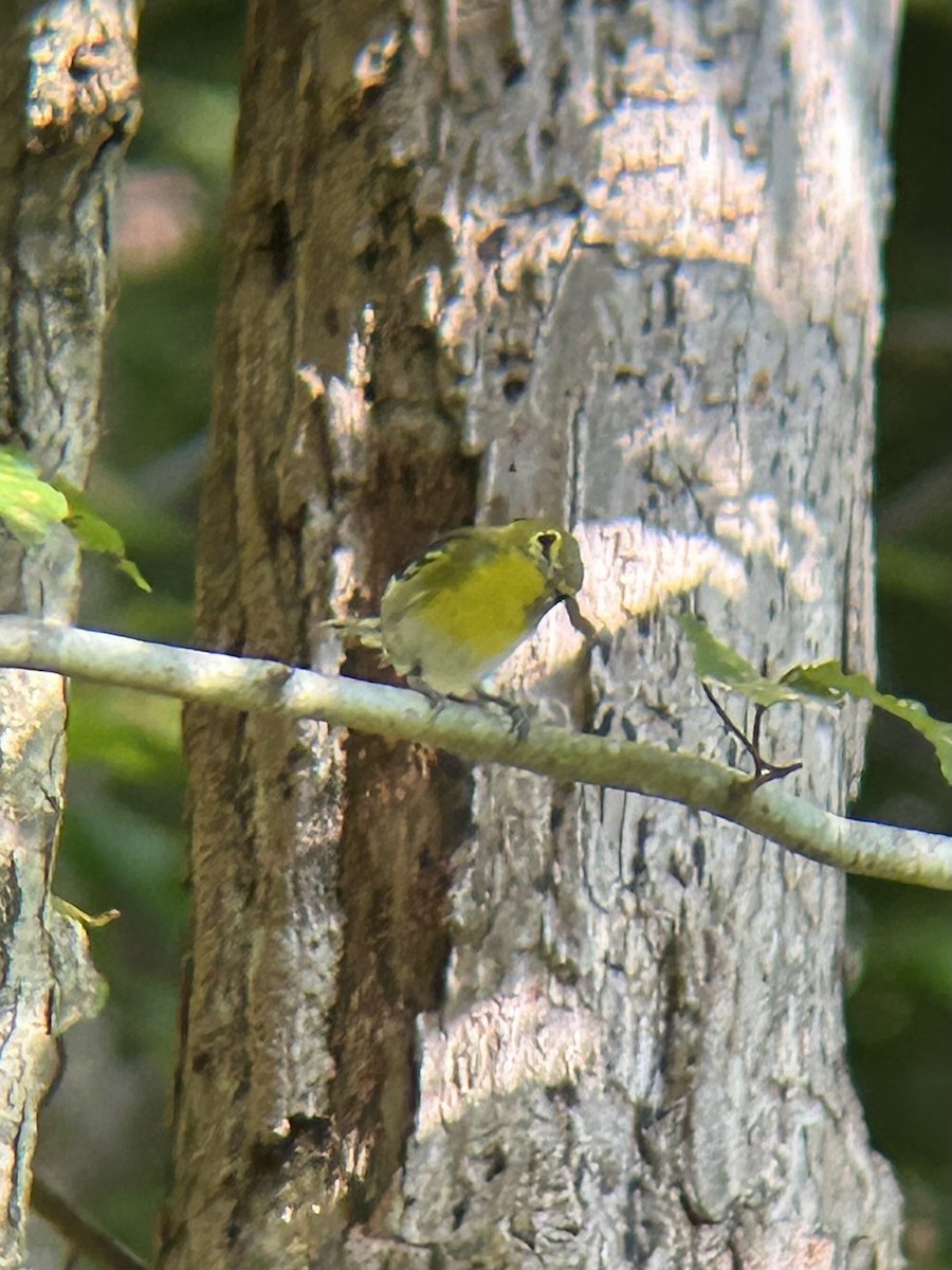 Yellow-throated Vireo - ML641974213