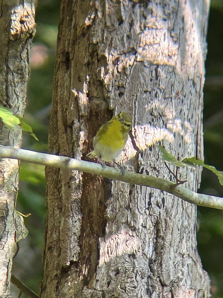 Yellow-throated Vireo - ML641974215