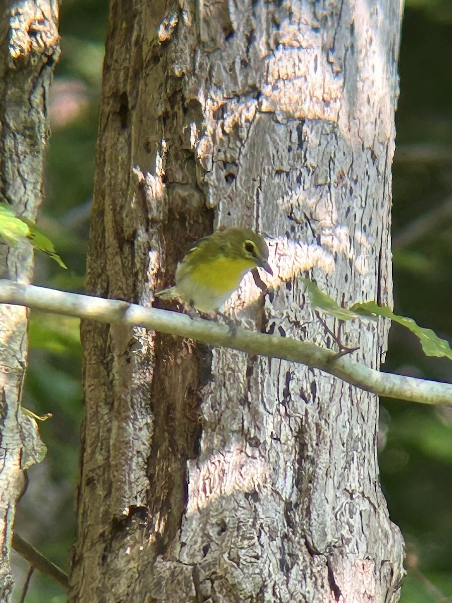 Yellow-throated Vireo - ML641974216