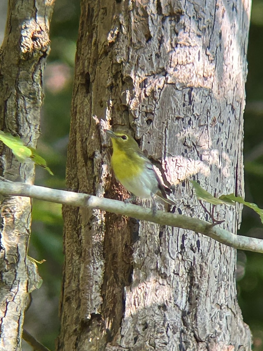 Yellow-throated Vireo - ML641974217
