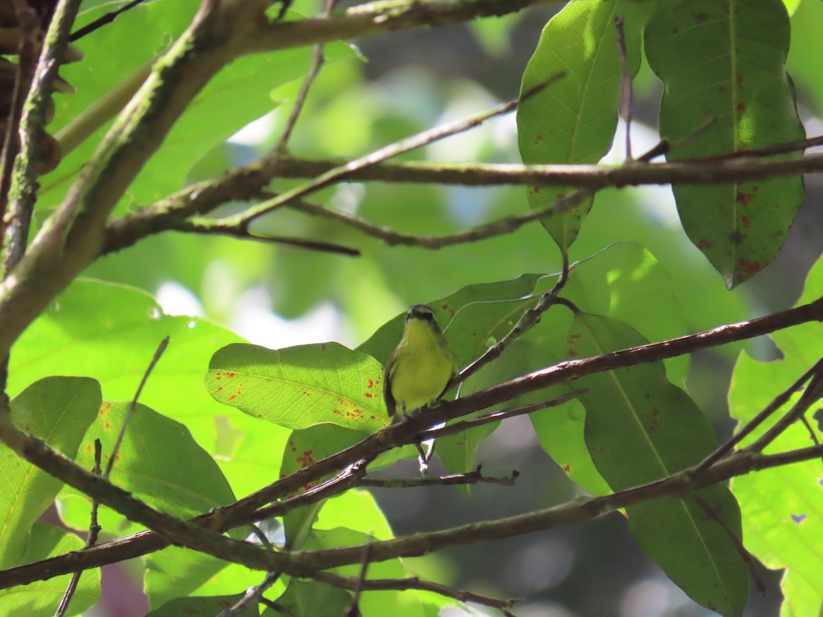 Yellow-bellied Tyrannulet - ML641974219