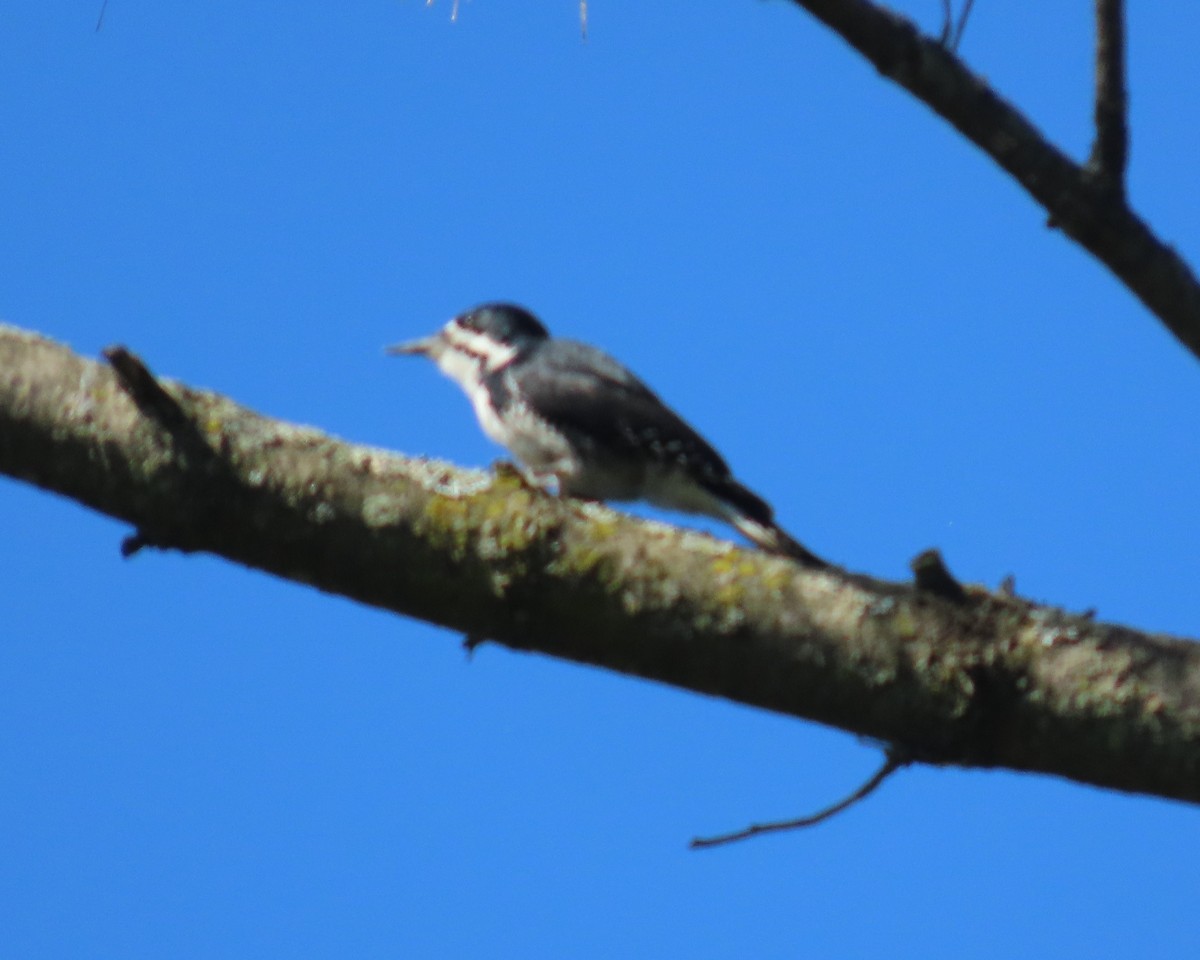 Black-backed Woodpecker - ML641974225