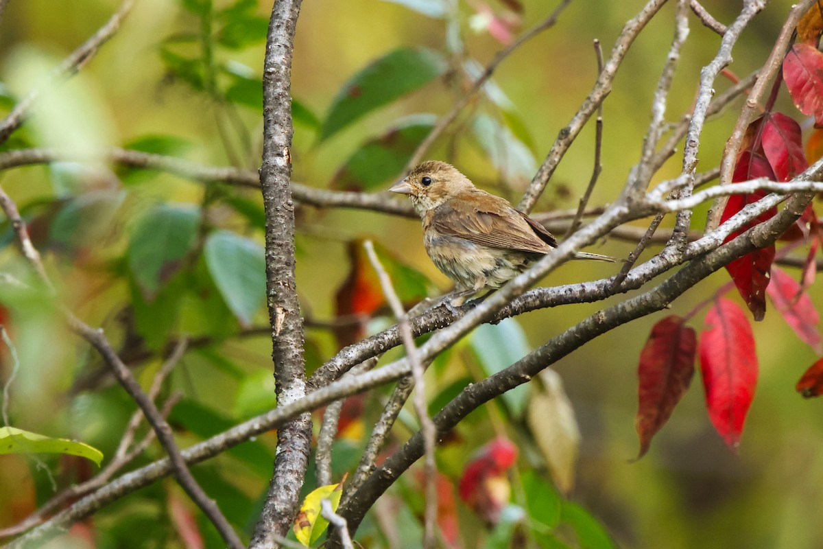 Indigo Bunting - ML641974226