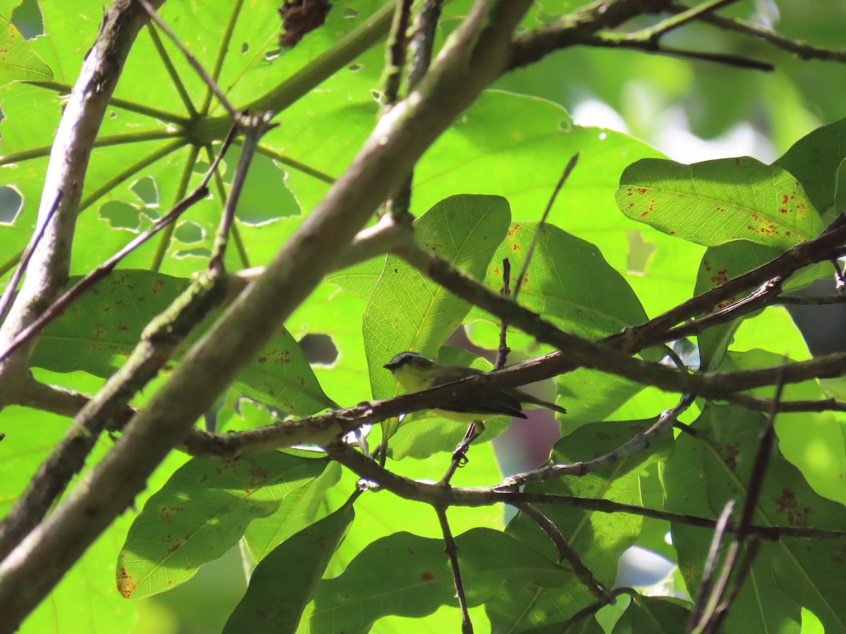 Yellow-bellied Tyrannulet - ML641974233