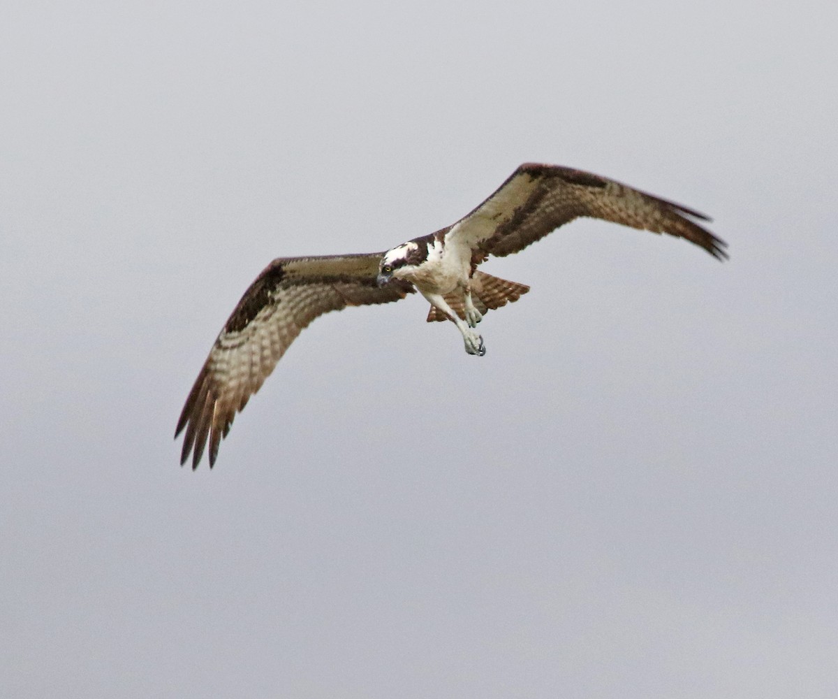 Osprey - ML641974268