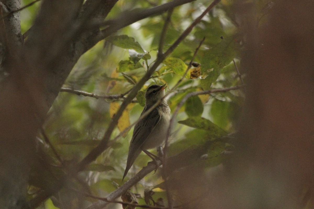 Sedge Warbler - ML641974276