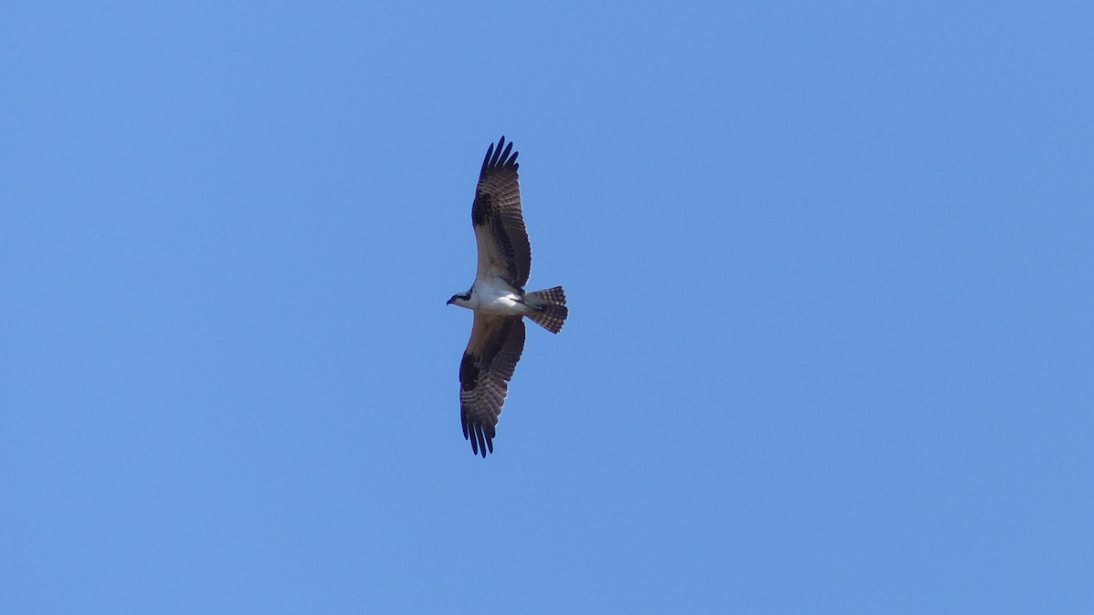 Balbuzard pêcheur - ML641974319