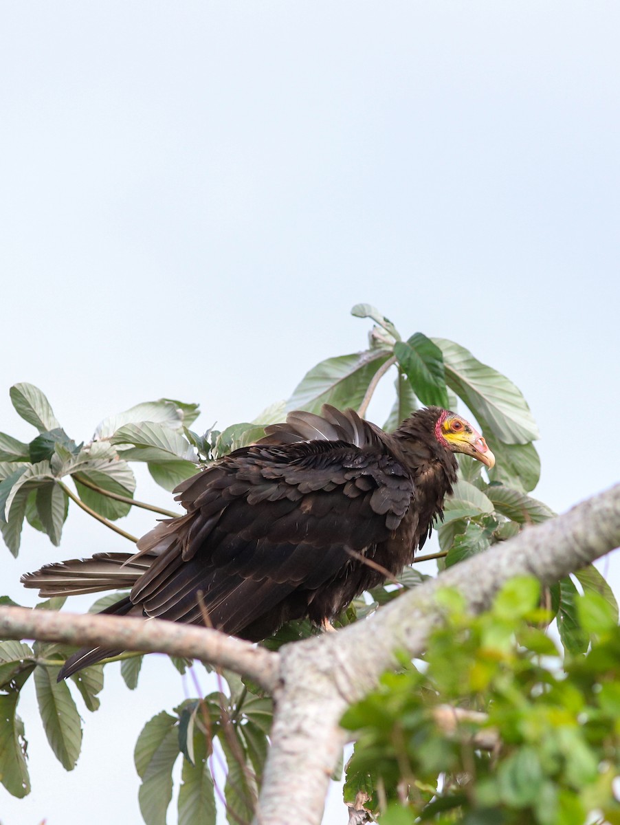 Lesser Yellow-headed Vulture - ML641974325