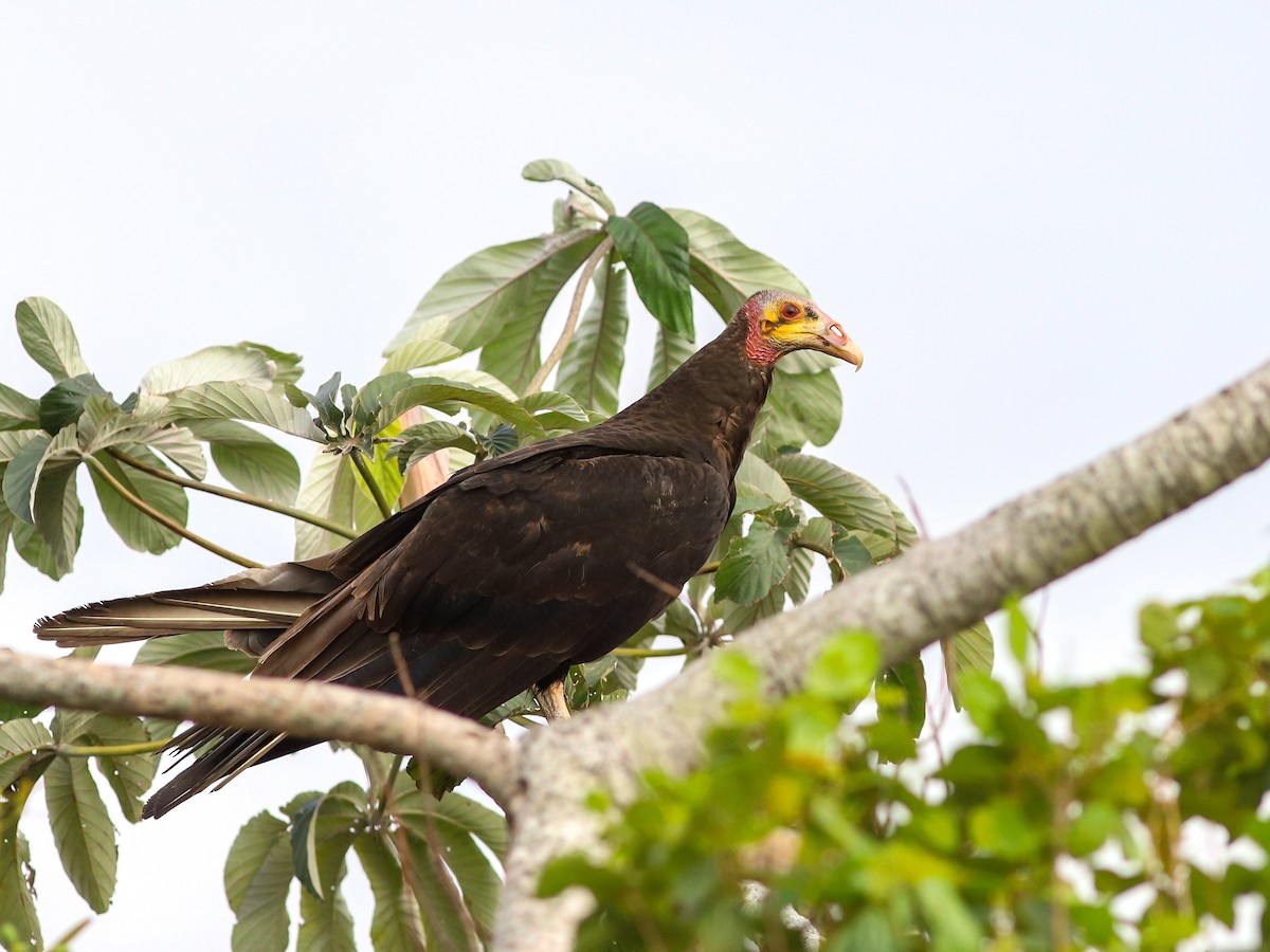 Lesser Yellow-headed Vulture - ML641974326