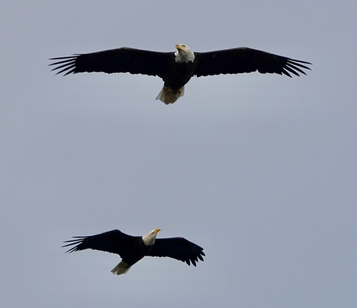 Bald Eagle - ML641974351