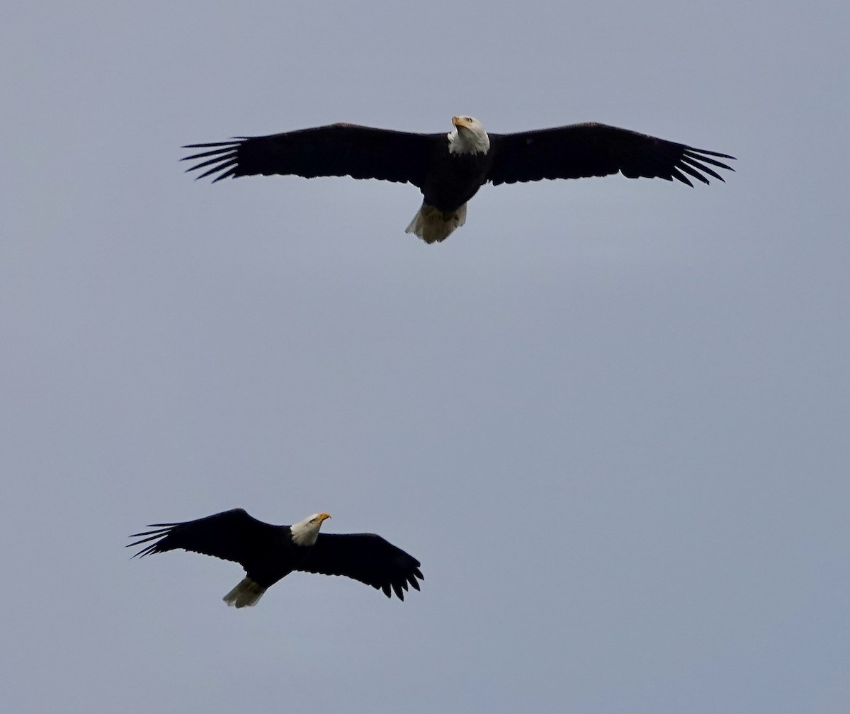 Bald Eagle - ML641974352