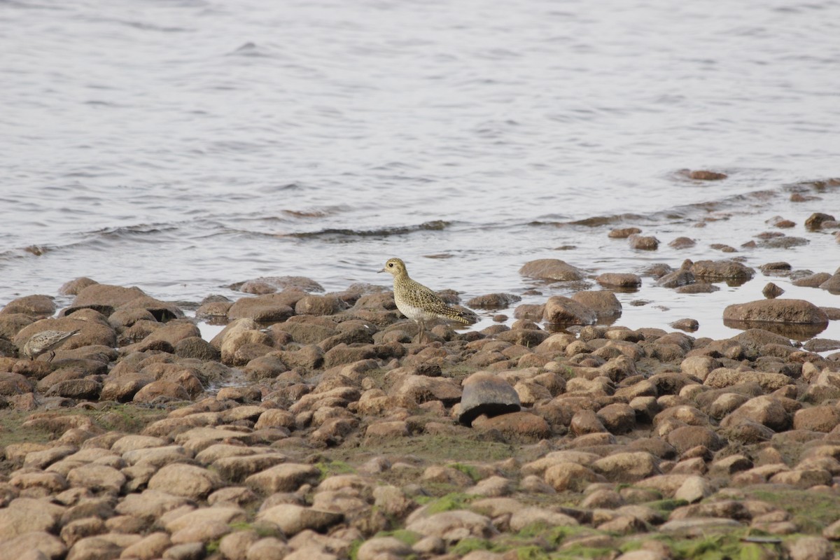 European Golden-Plover - ML641974356