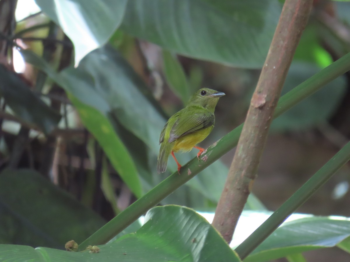 White-collared Manakin - ML641974357