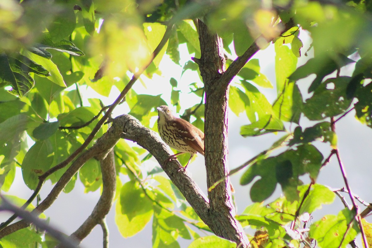 Brown Thrasher - ML641974363