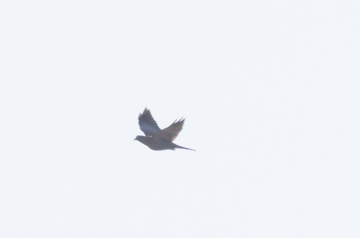 pigeon/dove sp. - ML641974382