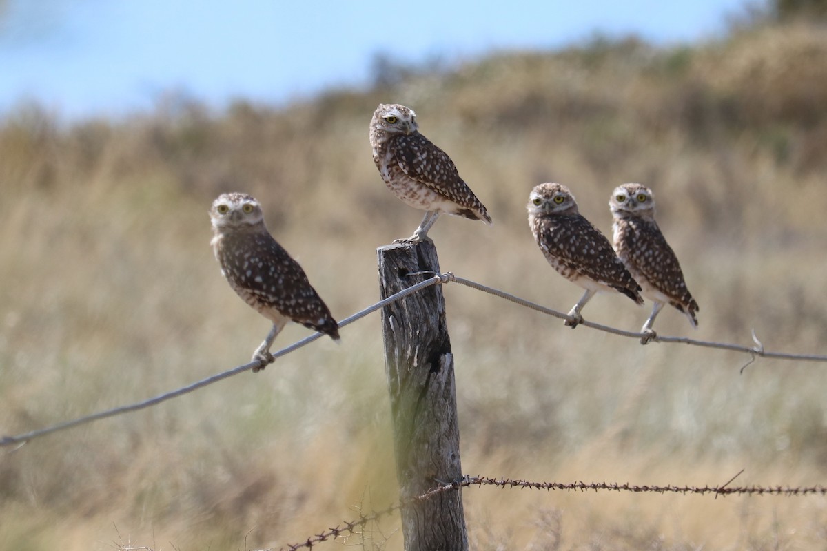 Burrowing Owl - ML641974383