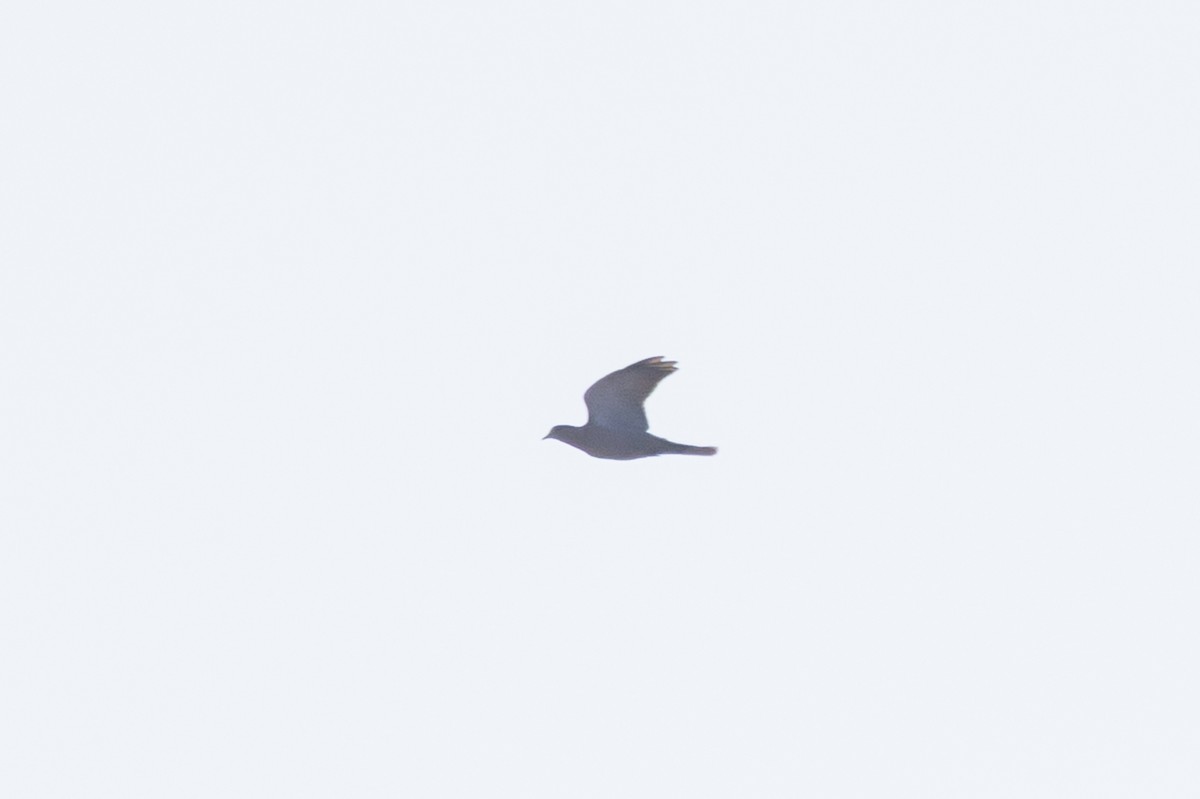 pigeon/dove sp. - ML641974384