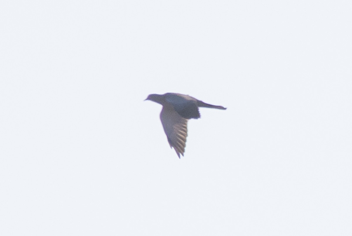 pigeon/dove sp. - ML641974389