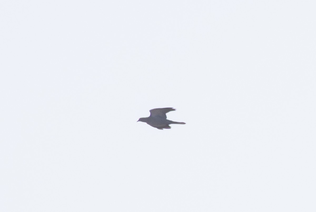 pigeon/dove sp. - ML641974394