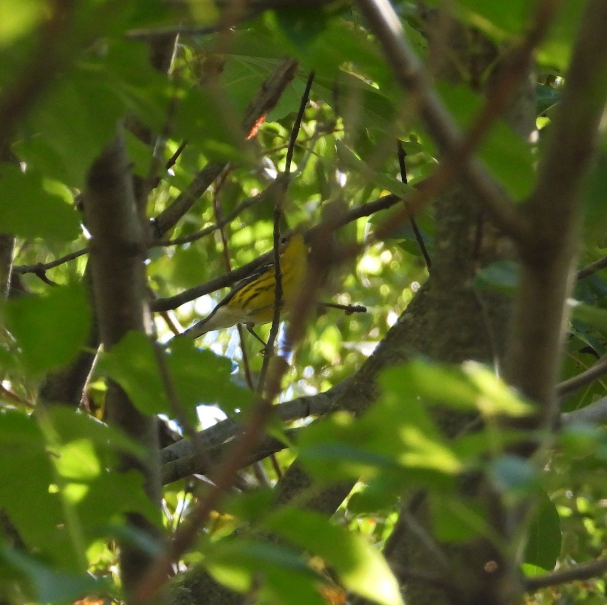 magnoliaparula - ML641974397